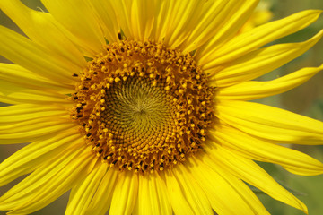 Fototapeta premium Macro Sunflower is Big yellow flower in the field at Khao Jeen Lae Sunflower Feild Lopburi Thailand - Yellow nature Floral backdrop and beautiful detail background concept