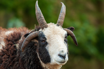 Kopfportrait vom Jakobsschaf mit vier Hörnern