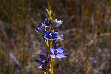 Azure Sun Orchid, Thelymitra occidentalis, with blue flowers in Western Australia