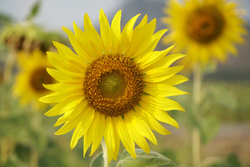 Close-up beautiful details Sunflower is Big yellow flower in the field at Khao Jeen Lae Sunflower Feild Lopburi Thailand - Yellow nature background concept