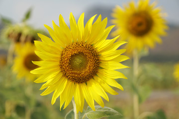 Close-up beautiful details Sunflower is Big yellow flower in the field at Khao Jeen Lae Sunflower Feild Lopburi Thailand - Yellow nature background concept