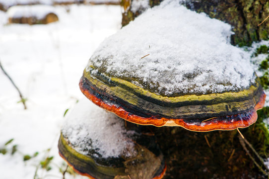 mushroom on a tree with orange and green stripes covered in snow