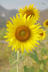 Close-up beautiful details Sunflower is Big yellow flower in the field at Khao Jeen Lae Sunflower Feild Lopburi Thailand - Yellow nature background concept