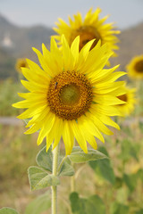 Close-up beautiful details Sunflower is Big yellow flower in the field at Khao Jeen Lae Sunflower Feild Lopburi Thailand - Yellow nature background concept
