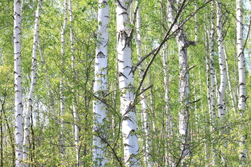 Young birch with black and white birch bark in spring in birch grove against the background of...