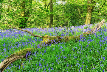 A bluebell wood in The Lune valley, Lancashire, England © Kevin Eaves