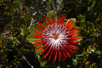 Scarlet Banksia flower (Banksia coccinea), Western Australia