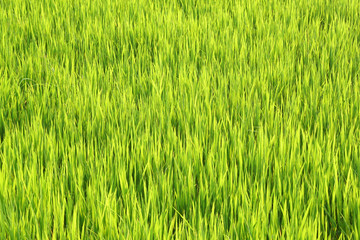 Nature Yellow Green grass field - Yellow green background Concept  - leaf backdrop and beautiful detail