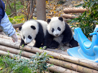 Fototapeta premium Baby Giant Panda near Chengdu, Sichuan Province, China