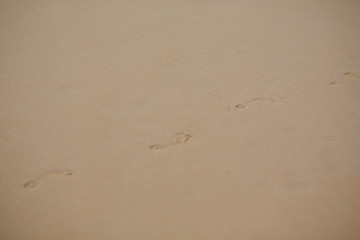 Fototapeta na wymiar footprints of women's feet on the sand near the sea