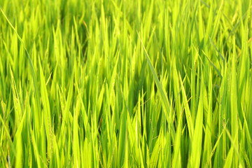 Fototapeta na wymiar Nature Yellow Green grass field - Yellow green background Concept - leaf backdrop and beautiful detail