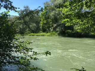 Aare river in riverside forest with high water in summer time.