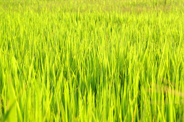 Nature Yellow Green grass field - Yellow green background Concept  - leaf backdrop and beautiful detail