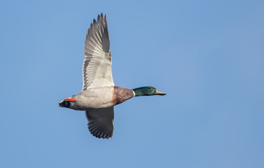 Obraz premium Mallard Flying