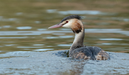Great Crested Grebe Swimming