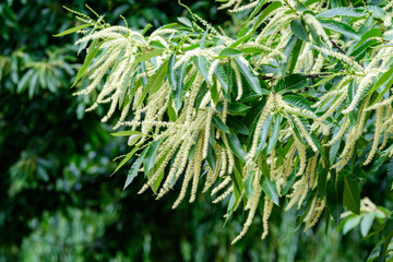 Large branches with decorative green flowers and leaves of Sweet chestnut tree (latin Castanea sativa) in a British garden in a sunny summer day, beautiful outdoor monochrome background