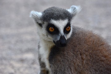 Lemur catta portrait - staring