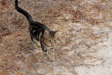 Obraz premium Street cat walking in the park