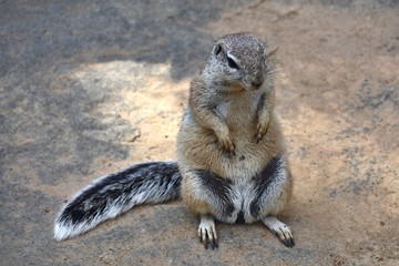 Marmot - cute little animal