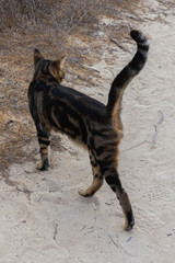 Street cat walking in the park