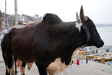 Varanasi, India - 06.06.2019: Horned cow on the holy ghats of Varanasi