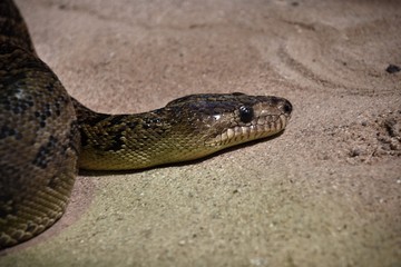 Snake's head on the sand