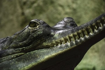 Crocodile - alligator's head with sharp teeth