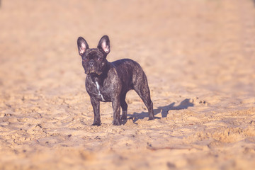French bulldog on the beach.