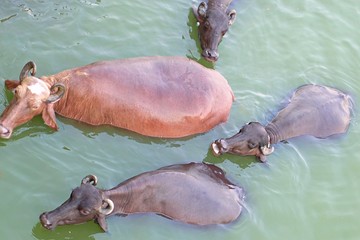 Life and tourism in Varanasi - the holy capital of India