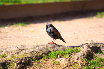 Starling sansonnet, sturnus vulgaris, a species of passerine of the sturnid family, perched in profile.