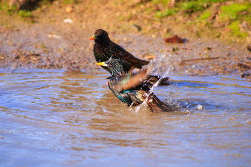 Group of starlings without a onet, sturnus vulgaris, a species of passerine of the sturnid family, who drink in a puddle.