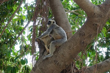 Hanuman langur, the black faced monkey with baby in tree - Rishikesh, India 2019