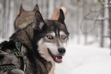 Husky in Lapland