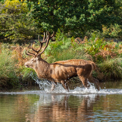 Red Deer Stag walking in water