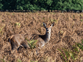 Red Deer Hind in Bracken