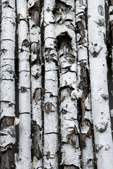 birch fence for your design or texture