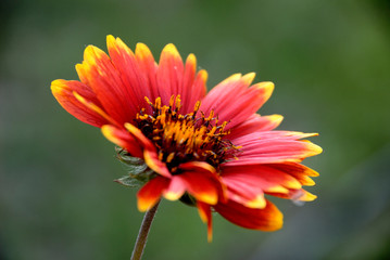 Flor de fuego