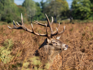 Red Deer Stag in Bracken