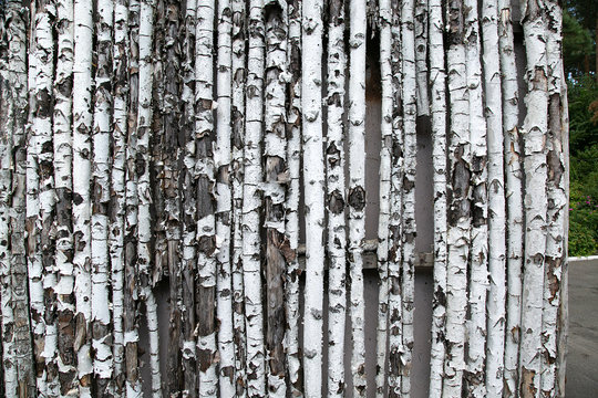 birch fence for your design or texture