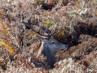 Red Deer Stag in Bracken
