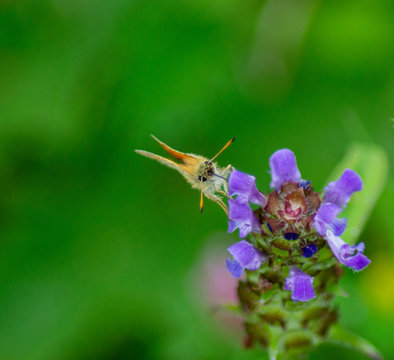 The Essex Skipper A Butterfly In Family Hesperiidae. Also Known As The European Skipper Or Thymelicus Sylvestris