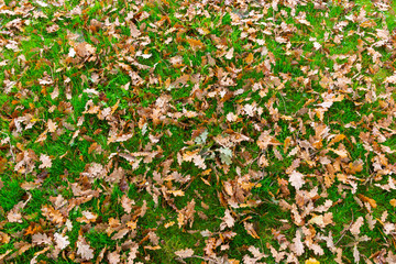 Obraz premium feuilles mortes d'un chêne sur l'herbe. dead leaves of an oak tree on the grass.