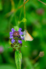 The Essex skipper a butterfly in family Hesperiidae. Also known as The European skipper or Thymelicus sylvestris