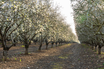Fields of almond tree in bloom on a foggy morning near Netanya, Israel. 