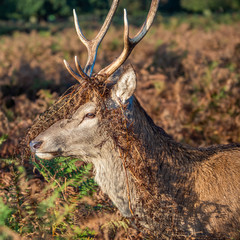 Red Deer Stag in Bracken
