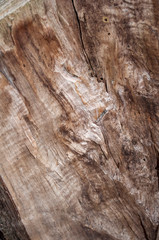 hacking of an old viscous tree with mold