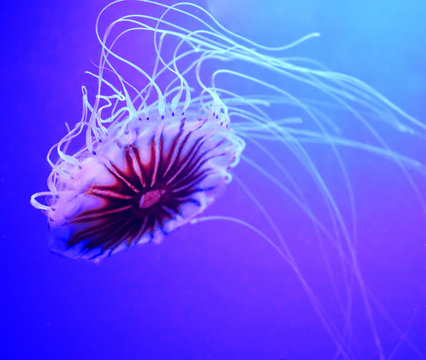 Japanese Sea Nettle (Chrysaora Pacifica) Is A Jellyfish In The Family Pelagiidae