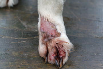 Treat dermatitis of dog Golden Retriever. Animal skin disease. Treat dermatitis infection on leg.