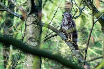 Mäusebussard