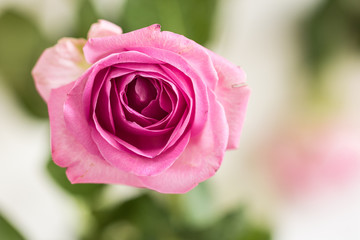 Closeup of a pink rose. Perfect gift for Birthday, Valentines Day, Mother Day.